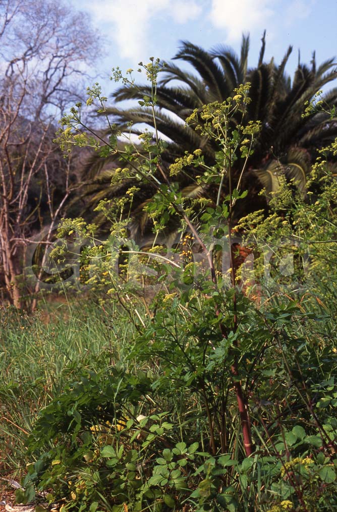 Umbrellifera ? Smyrnium olusatrum